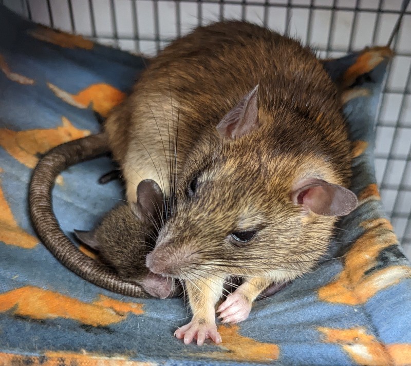 Lime the Roof Rat and her baby